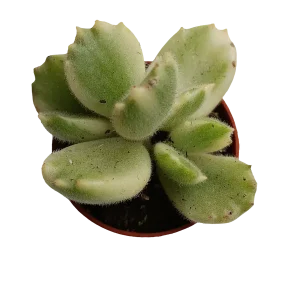 Gran Oferta Cotyledon Tomentosa Variegata Garra De Panda Planta Suculenta Ø5