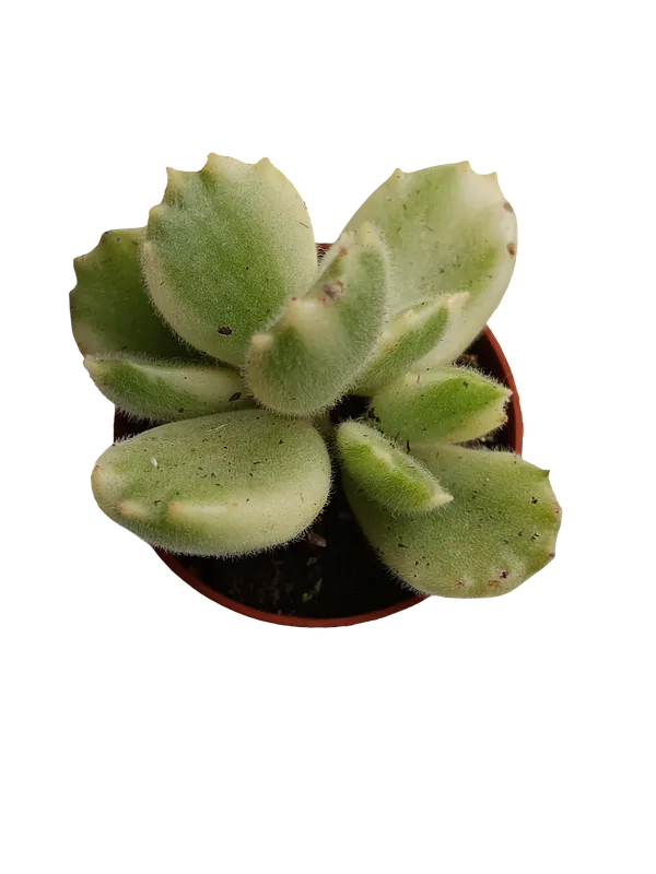 Gran Oferta Cotyledon Tomentosa Variegata Garra De Panda Planta Suculenta Ø5
