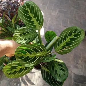 Más Vendido Oferta Maranta Lemon Ø12 Cm 40 Planta De Interior