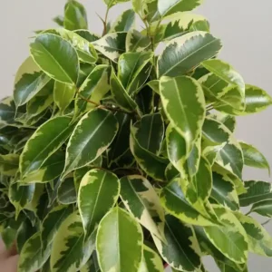 Premium Ficus Benjamina Variegata Kinki Ø12 - 20 Cm