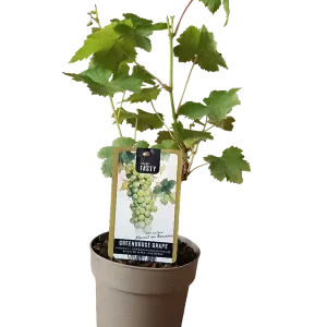 Planta Vitis Moscatel Uva Blanca Muy Dulce Rebajas