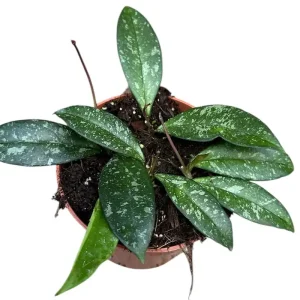 Hoya Cassipetiolata Splash Planta Suculenta Colgante Flor De Cera Ø10 Popular