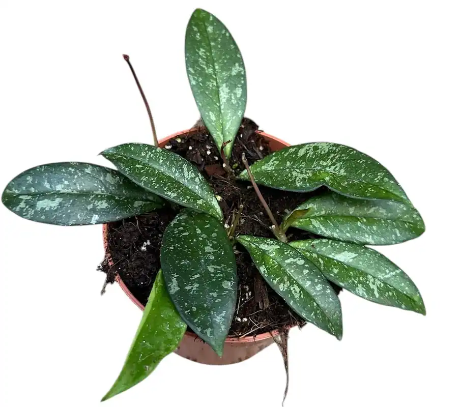 Hoya Cassipetiolata Splash Planta Suculenta Colgante Flor De Cera Ø10 Popular