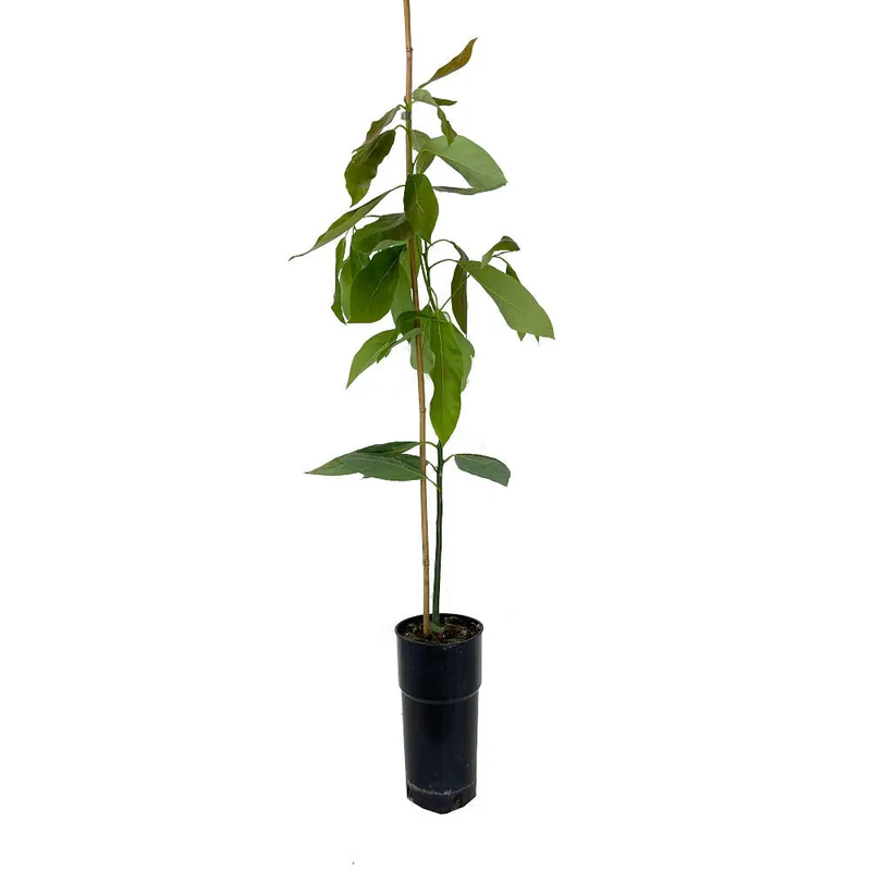 Árbol De Aguacate Hass M20 120cm Tendencia