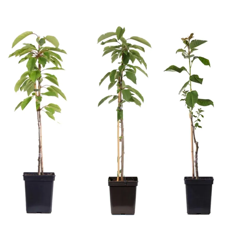 Manzano - 3 Pzs - Malus - Altura 60-70cm - ⌀9cm Liquidación
