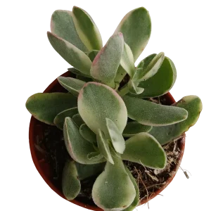 Precio Bajo Crassula Variegata De La Suerte Money Maker Planta Ø5
