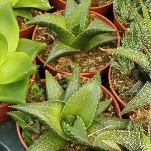 Solo Por Tiempo Limitado Haworthia Tesellata Planta Suculenta 5 Cm