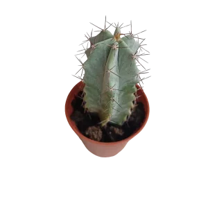 Oferta Flash Stenocereus pruinosus Cactus Planta 5 Cms