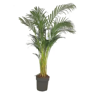Lujoso Areca Lutescens M27 140-160cm