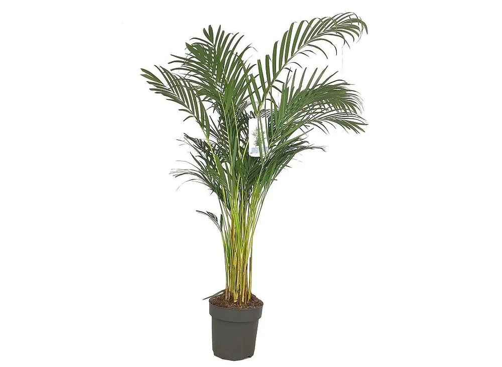 Lujoso Areca Lutescens M27 140-160cm