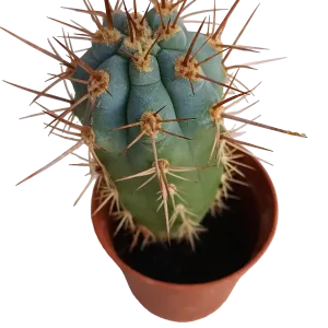 Promoción Exclusiva Browningia Hertlingiana Cactus Azul Planta Ø5