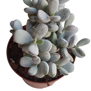 Imprescindible (Must-Have) Planta Suculenta Cotyledon Orbiculata Higginsae Ø13