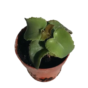 Kalanchoe Beharensis Nuda Planta Suculenta Ø8 Cms Novedad