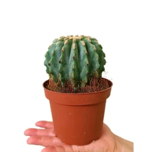 Económico Ferocactus Glaucescens Inermis M13