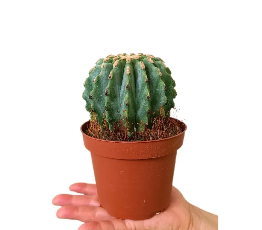Económico Ferocactus Glaucescens Inermis M13