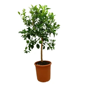 Naranjo Washington M35 100-120cm Precio Económico