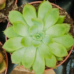 Certificado Suculentas Y Cactus Variedad #56 Planta Sin Id