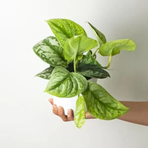 Scindapsus Pictus Trebie | Altura 25cm- Diámetro 12cm Máxima Calidad