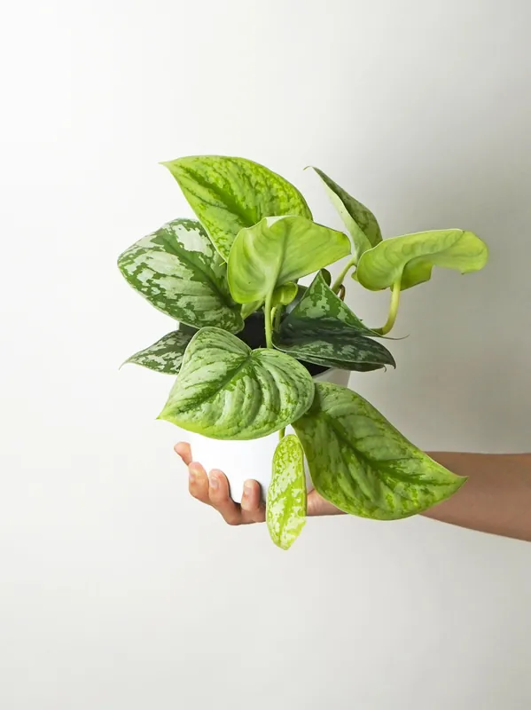 Scindapsus Pictus Trebie | Altura 25cm- Diámetro 12cm Máxima Calidad