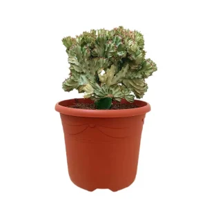 Euphorbia Lactea Injertada M25 Imprescindible (Must-Have)