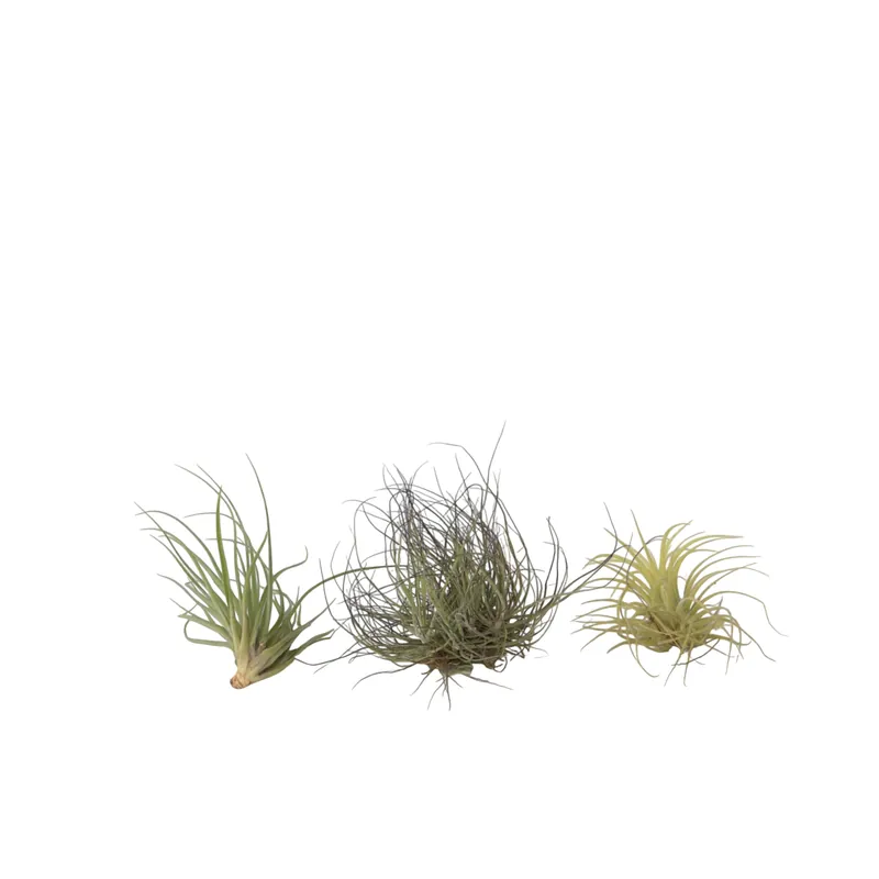 Envío Gratis Claveles De Aire - 3 Pzs - Tillandsia - Altura 5-15cm - ⌀5cm