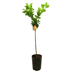 Naranjo Vaniglia Tb20 100-120cm Precio Reducido