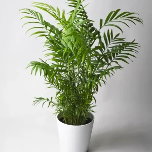 Oferta Limitada Palmera De Salón O Chamaedorea | Altura 70cm - Maceta 17cm