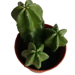 Marca Reconocida Echinocereus Morricai Cactus Planta Ø5 Cms