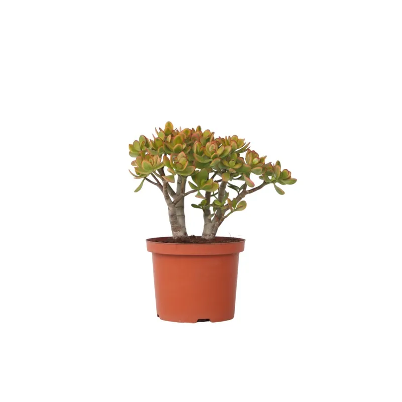 Nueva Colección Árbol De Jade - Crassula Ovata 'sunset' - Altura 45-50cm - ⌀23cm