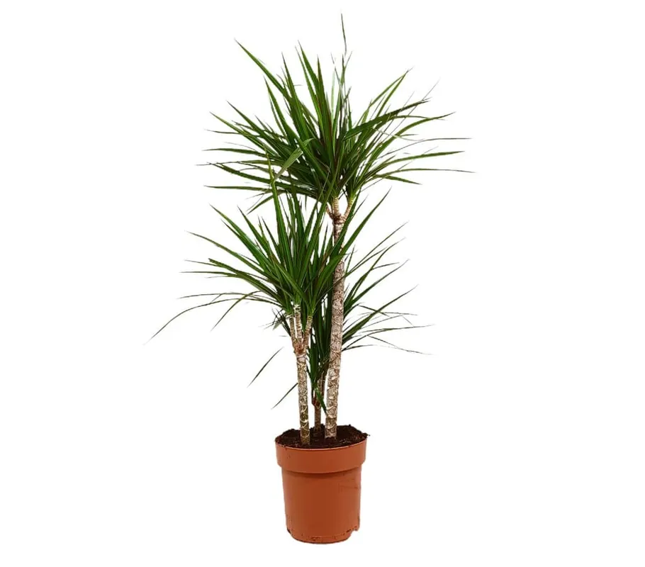 Dracena Marginata 3 Troncos M21 100cm Profesional