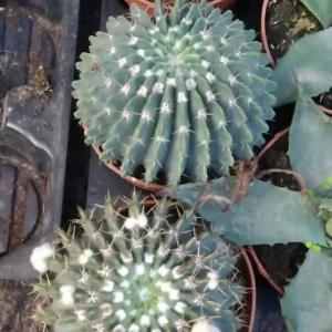 Edición Limitada Planta Cactus Parodia Buiningii Ø8 Cm