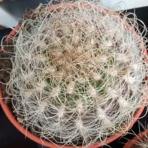 Hecho A Mano Cactus Neoporteria Senilis Planta Ø5 Cm