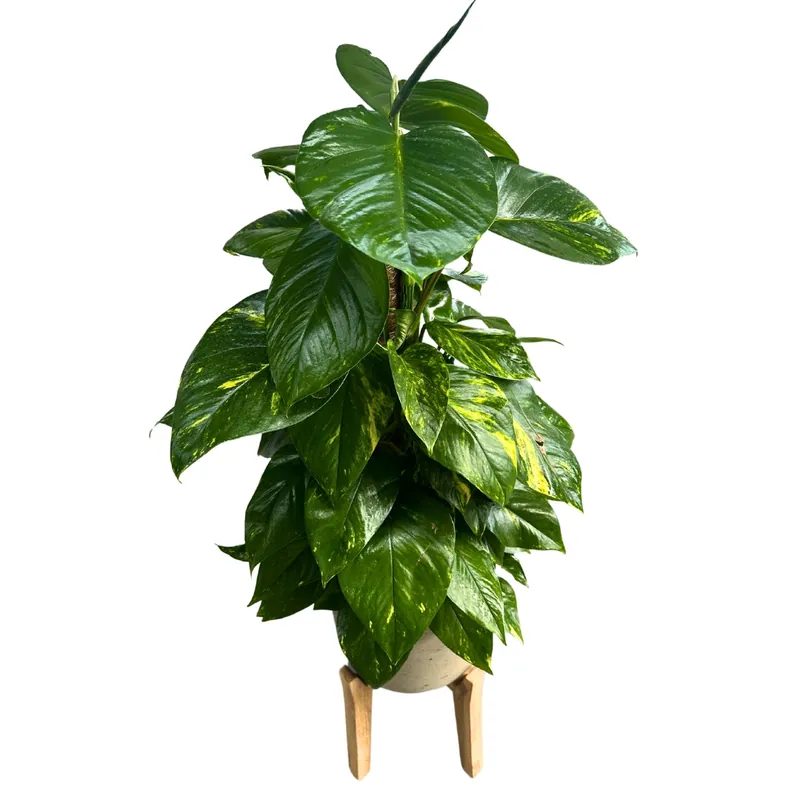 Pothos En Tutor 0,80m De Altura M17 Stock Limitado