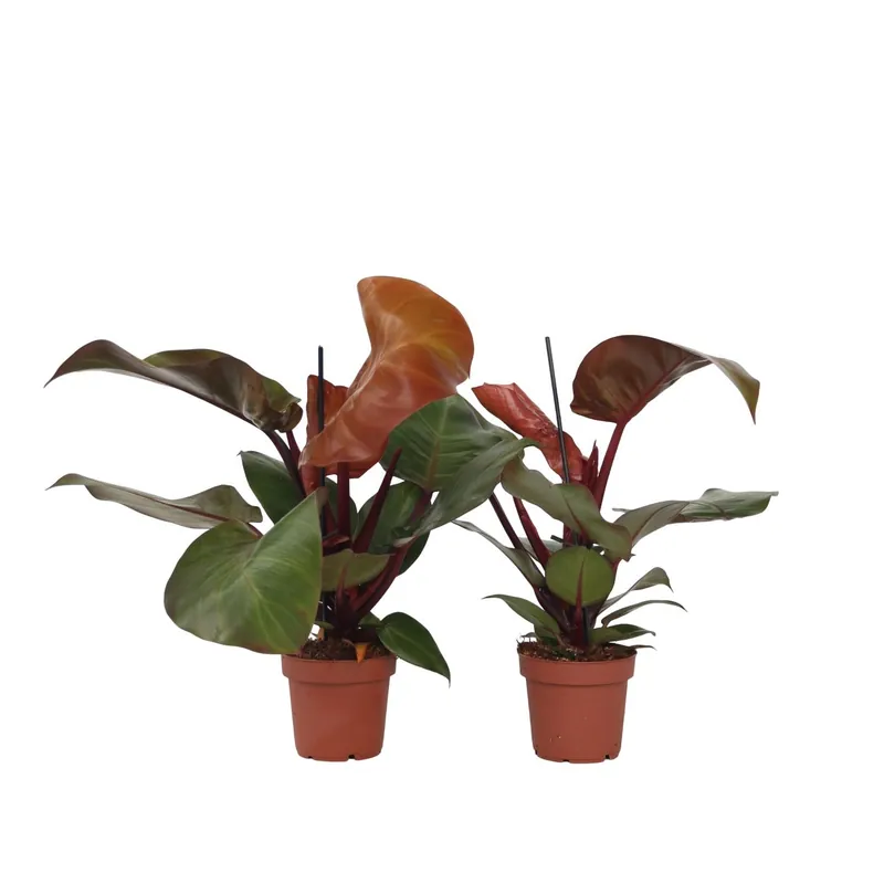 Filodendro - 2 Pzs - Philodendron 'sun Light' - Altura 20-30cm - ⌀12cm Precio Rebajado