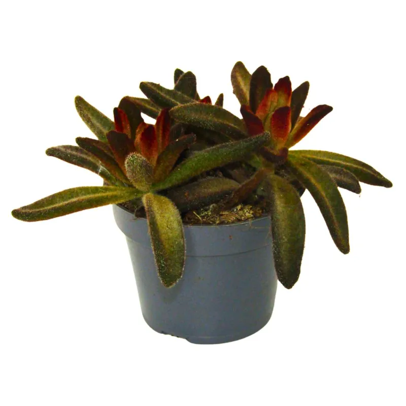 Kalanchoe Tormentosa Rubra Planta Suculenta De Hojas Rojizas Para Interiores Solo Por Tiempo Limitado