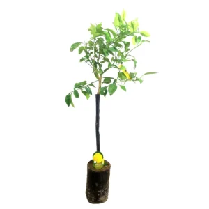 Rebajas Pomelo Blanco Tb20 100cm