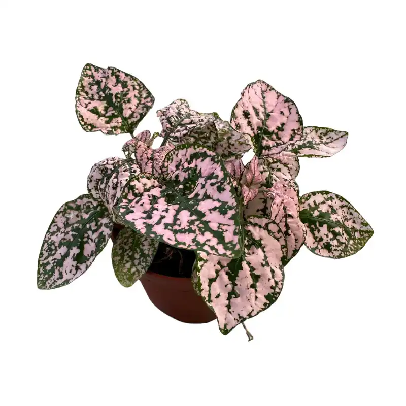 Precio Bajo Hypoestes Hoja De La Sangre