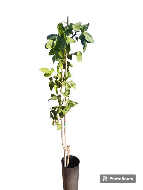 Pistacho Hembra Kerman (ucb) 80cm Maceta Liquidación