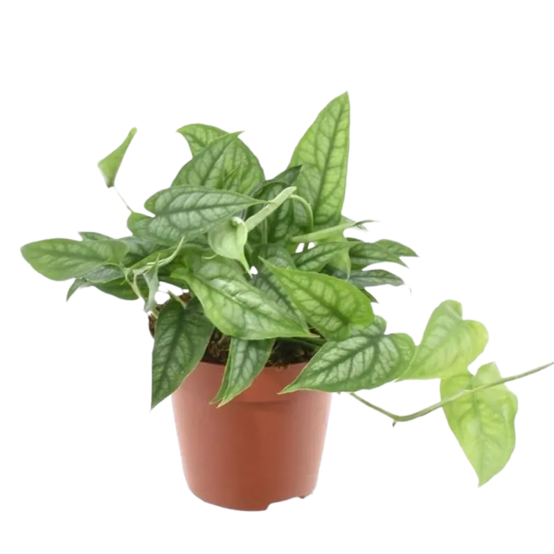 Monstera siltepecana Planta de interior colgante Ø12 Auténtico