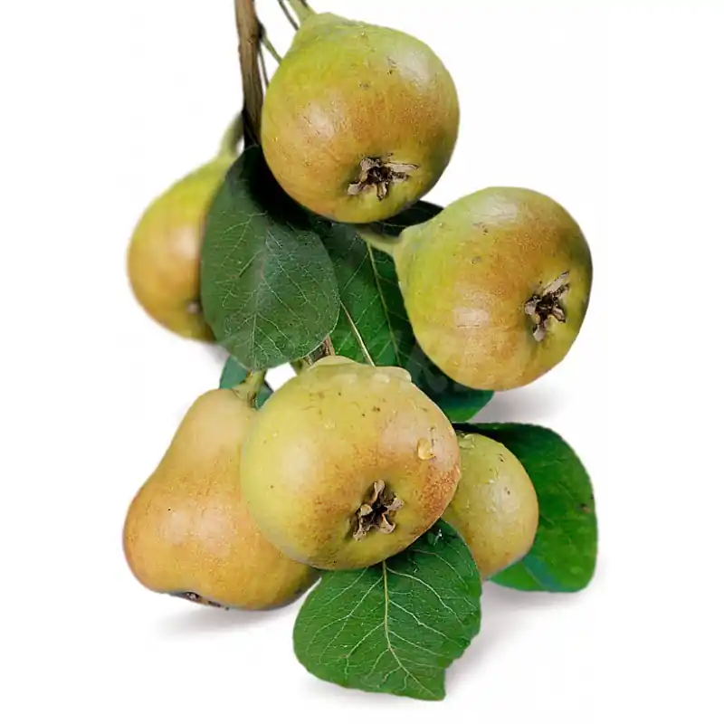 Artesanal Frutal Pera Castell - Planta Natural - Maceta 26cm. - Altura Aprox. 120/150