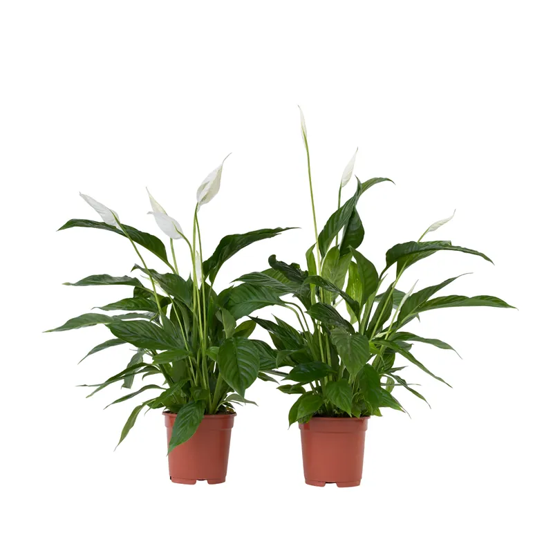 Lirio De Paz Espatifilo - 2 Pzs - Spathiphyllum 'lima' - Altura 60-75cm - ⌀17cm Devolución Gratuita