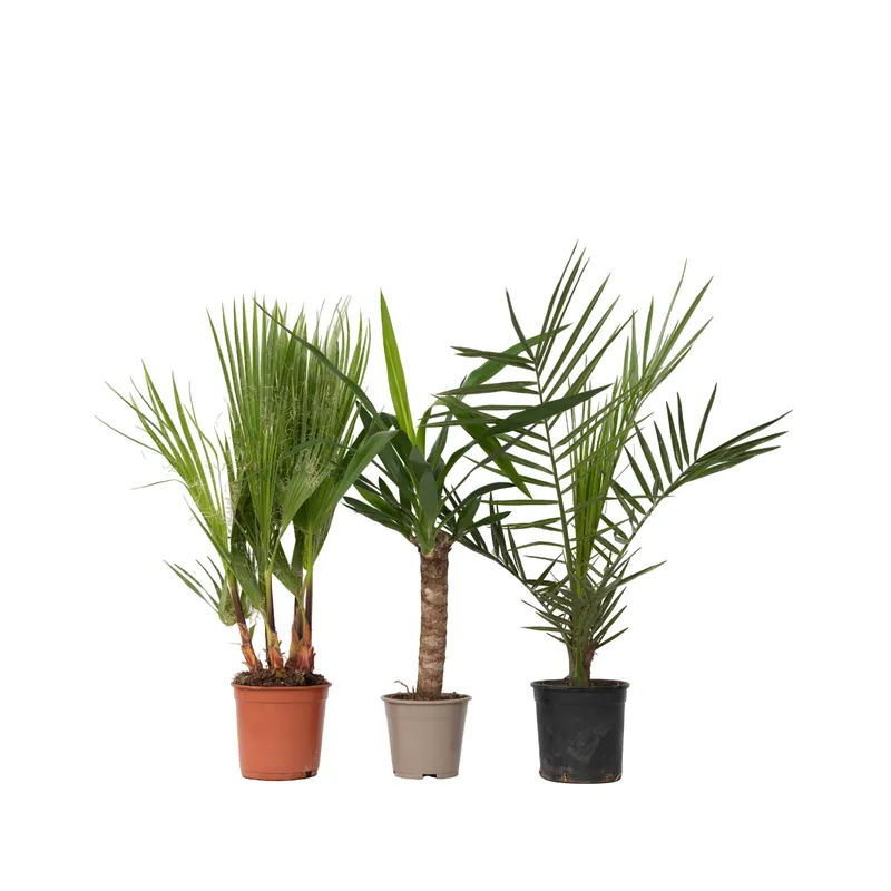 Mezcla De Palmeras - 3 Pzs - Indoor Palmmix - Altura 50-70cm - ⌀14cm Descuento