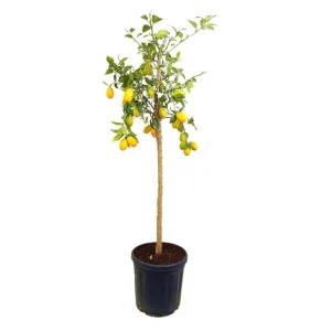 Última Versión Limequat M30 140cm
