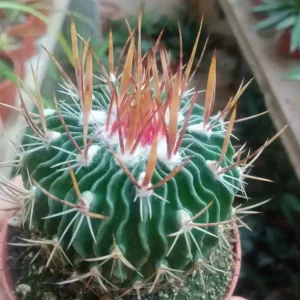 Alta Calidad Stenocactus Multicostatus Cactus Planta 5 Cms