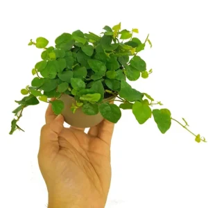 Ficus Pumila Green M9 Moderno