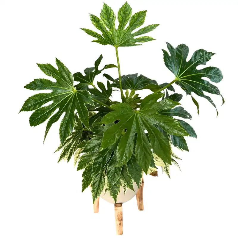 Edición Limitada Aralia O Fatsia Japónica Spider Web La Planta Variegada Purificadora M20
