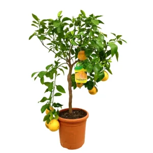 Pomelo M21 90-120cm De Moda