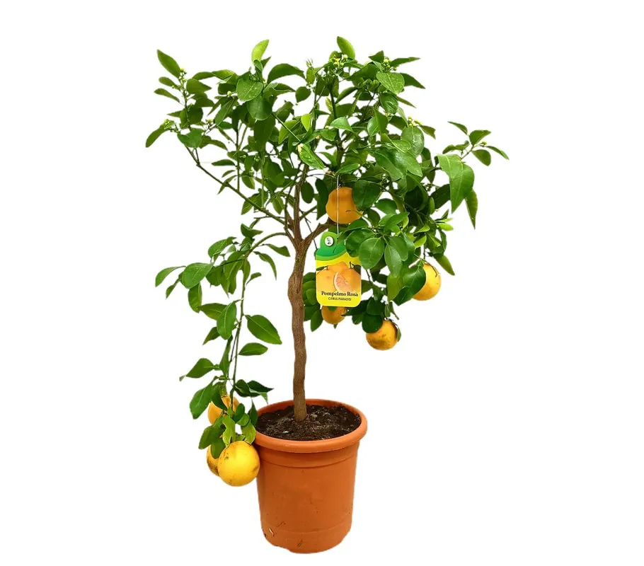 Pomelo M21 90-120cm De Moda