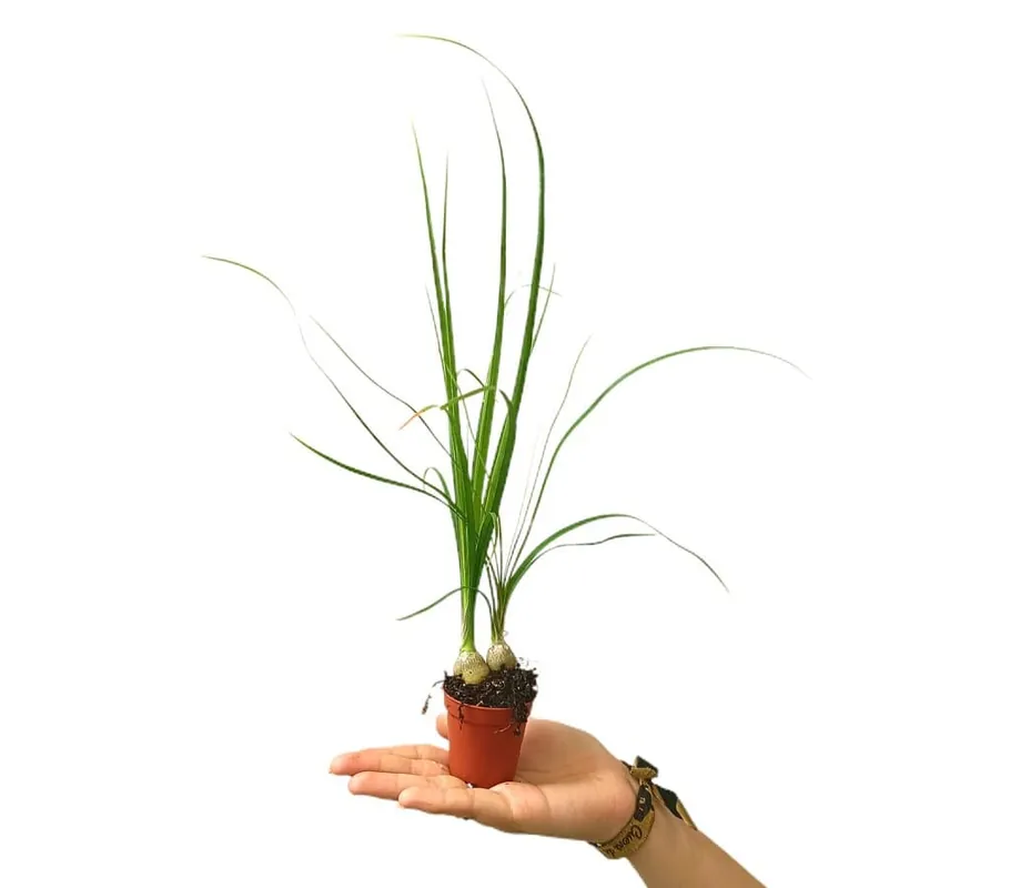 Beaucarnea Nolina Recurvata M5 Más Vendido