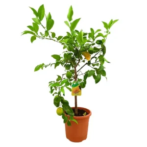 Oferta Limonero Meyer M21 80-100cm